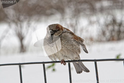 Image of Sparrow on a fence.