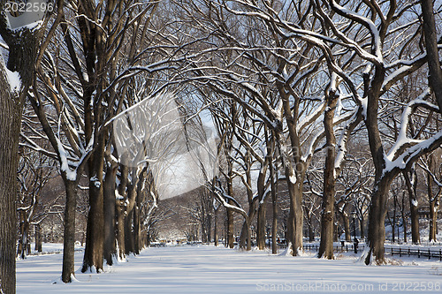 Image of Central Park, New York. Beautiful park in beautiful city. 