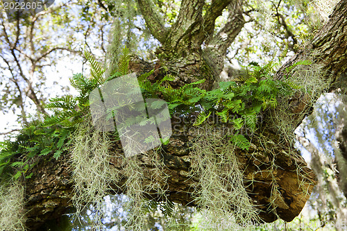 Image of Mysterious Spanish Moss