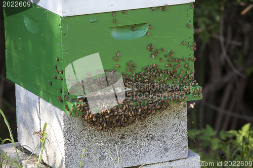 Image of Bees and Bee Hive