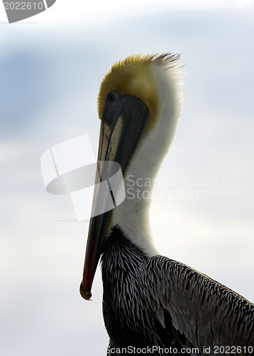 Image of Pelican is sitting on  a shore 