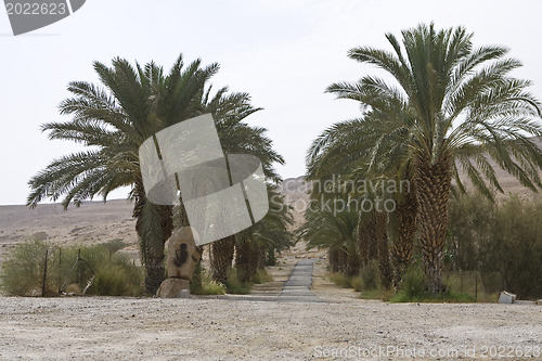 Image of Palm-trees