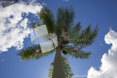 Image of palm tree 