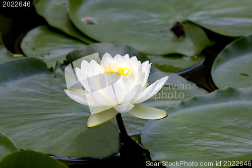 Image of White water-lily