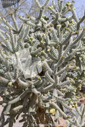 Image of  Cactus blossom 