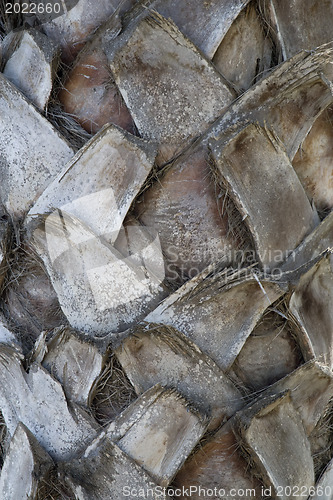 Image of Backgraund Trunk of a palm tree