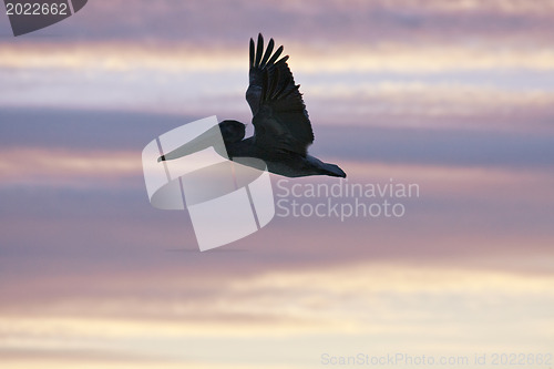 Image of Pelican is flying over  Caribbean sea