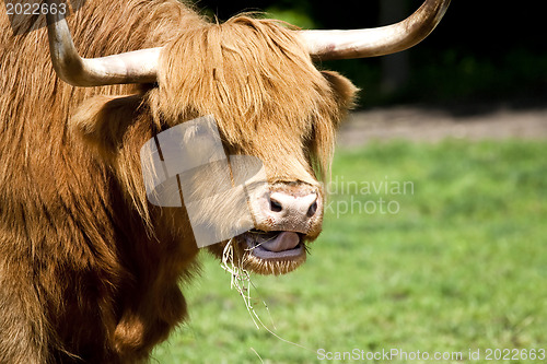 Image of Bull -Scottish Highland