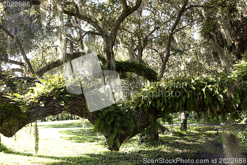 Image of Mysterious Spanish Moss