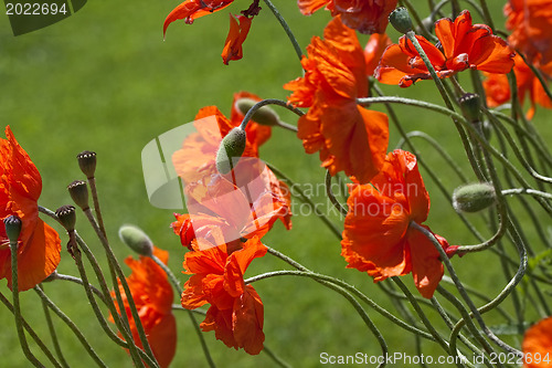 Image of The Rad Beauty on Green Field