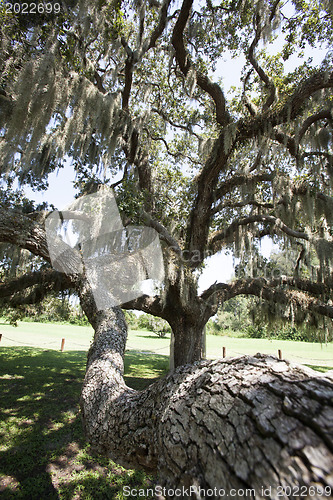 Image of Mysterious Spanish Moss