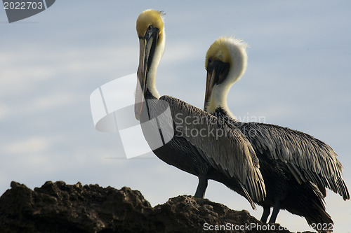 Image of Caribbean sea. Pelicans sitting on a rock 