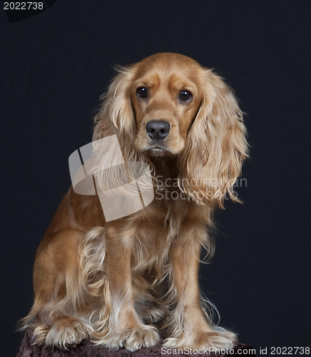 Image of english cocker spaniel