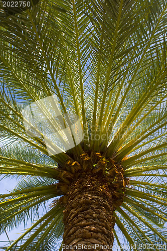 Image of Palm-tree