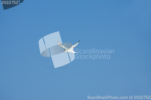 Image of Flying Sragull