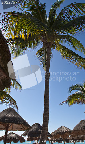 Image of Palm-tree infront of straw umbrellas 