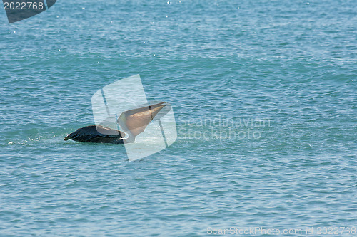 Image of Pelican is floating on sunny day  