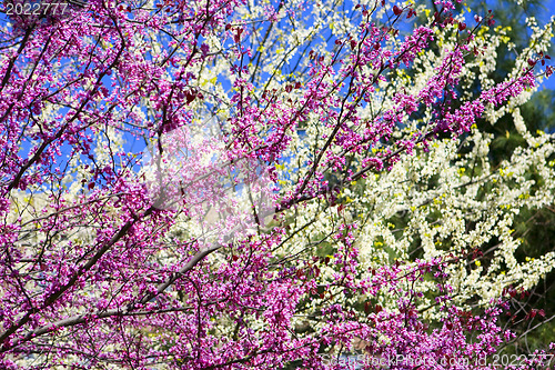 Image of A beautiful flowering tree