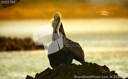 Image of Caribbean sea. Pelicans sitting on a rock 