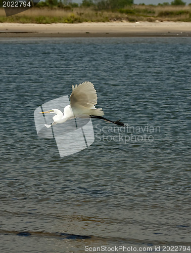 Image of White Crane