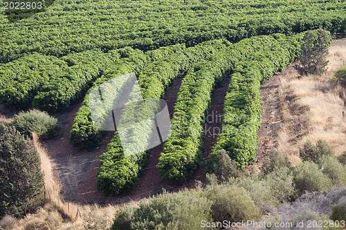 Image of Plantation