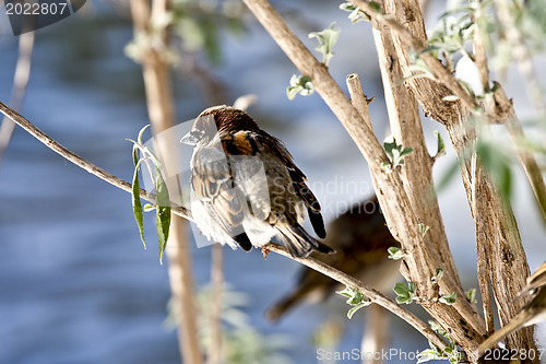 Image of Sparrow 