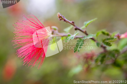 Image of Beautiful flowers of Israel