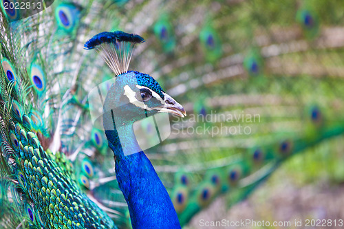 Image of Beautiful peacock