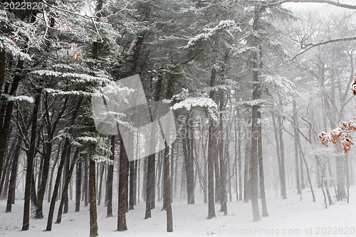 Image of Winter forest