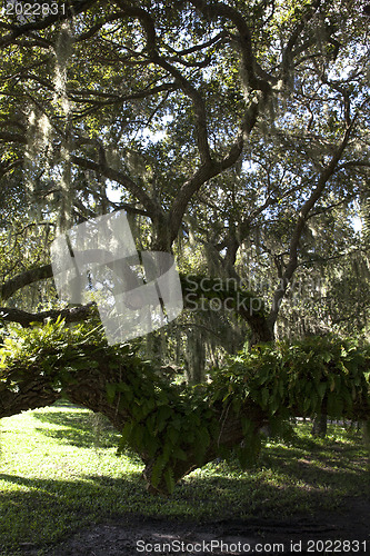 Image of Mysterious Spanish Moss