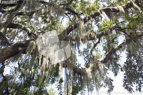 Image of Mysterious Spanish Moss