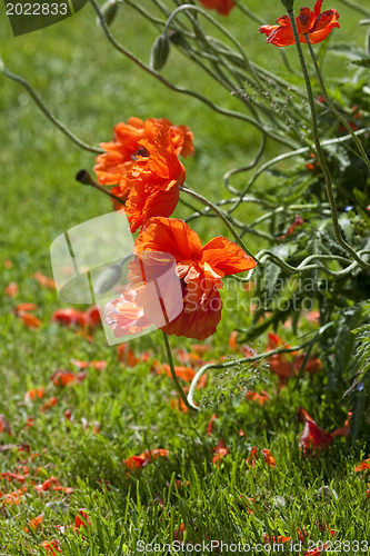Image of The Rad Beauty on Green Field