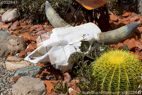 Image of  Cactus blossom 