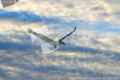 Image of Pelican looking for its pray