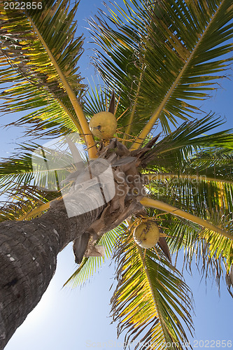 Image of Coconuts on a palm-tree