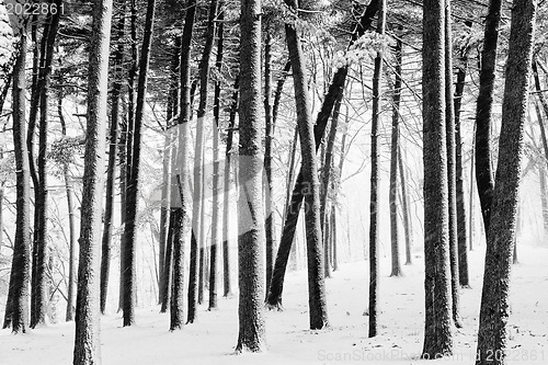 Image of Winter forest