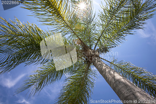 Image of palm tree 