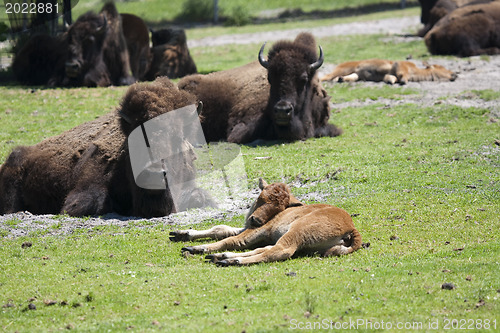 Image of Bison Sanding in a green field