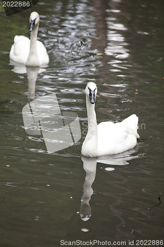 Image of Swans