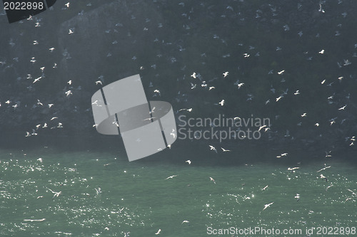 Image of Fly away seagulls