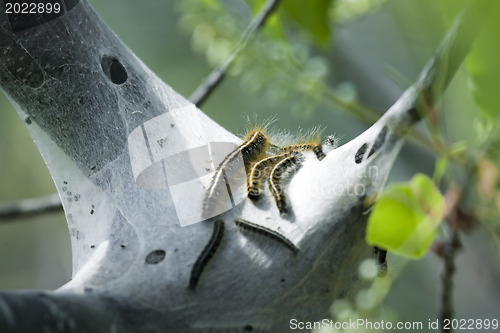 Image of Nest of webworms. 