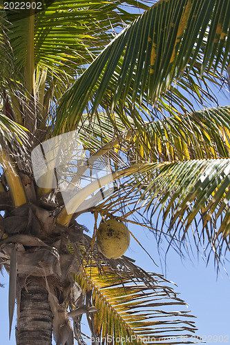 Image of Coconuts on a palm-tree