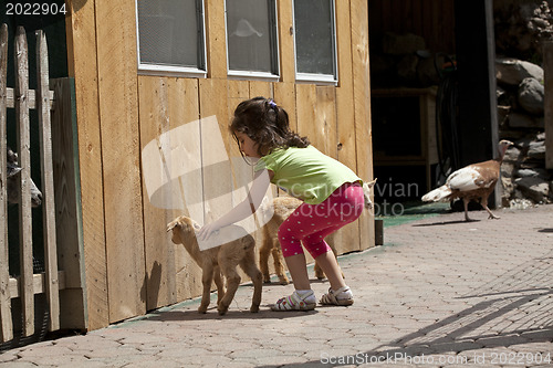 Image of Petting Zoo.