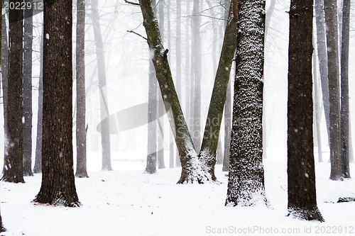 Image of Winter forest