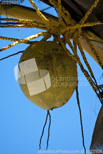 Image of Coconuts on a palm-tree