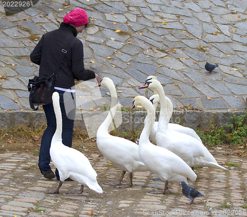 Image of Swans and girl