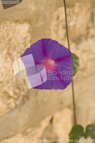 Image of Beautiful flowers of Israel