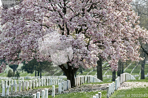 Image of Arlington National Cemetary