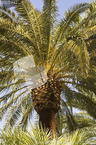 Image of  Palm tree