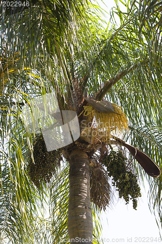 Image of palm tree 